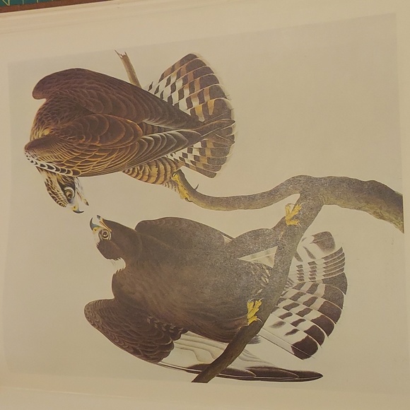Vintage John James Audubon Bookplate Print Bird Rough Legged Hawk - Picture 1 of 3